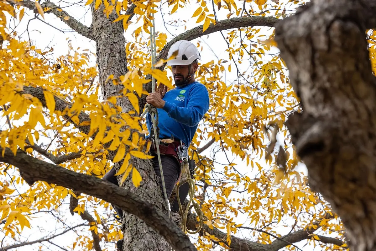 Skilled Storm Damage Cleanup crew working in Wilton